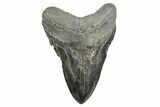Fossil Megalodon Tooth - South Carolina #365727-1